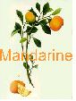 mandarine z